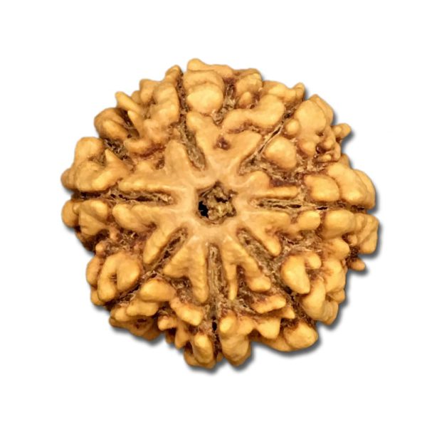 7 Mukhi Nepal Rudraksha Collector