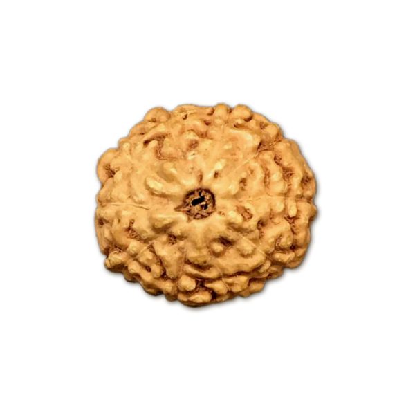 10 Mukhi Indonesian Rudraksha Big