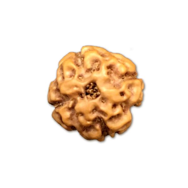 4 Mukhi Indonesian Rudraksha Small