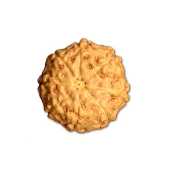 8 Mukhi Indonesian Rudraksha Small