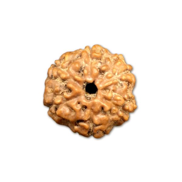 6 Mukhi Indonesian Rudraksha Big