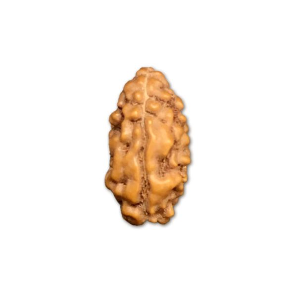 2 Mukhi Indonesian Rudraksha Big