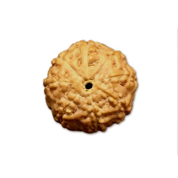 8 Mukhi Indonesian Rudraksha Medium