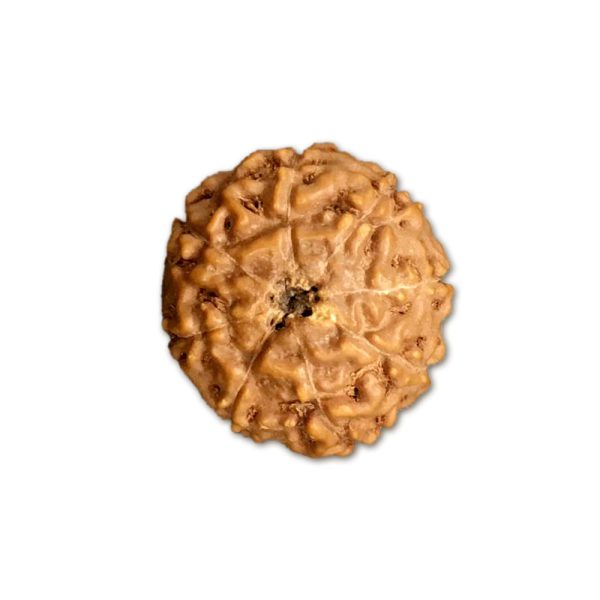 8 Mukhi Indonesian Rudraksha Big