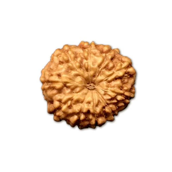 10 Mukhi Indonesian Rudraksha Small